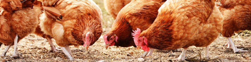 Chickens on a traditional free range poultry farm