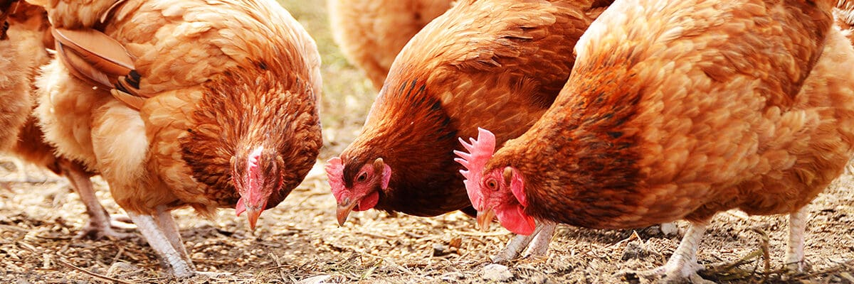 Chickens on a traditional free range poultry farm